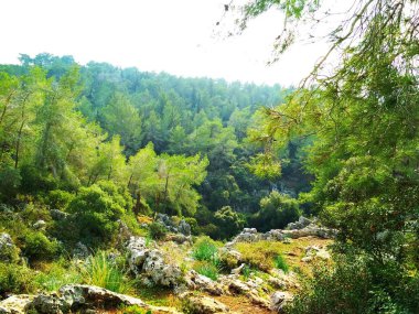 Manzara. Doğa. Alçak tepeler. Mavi gökyüzü. İğne yapraklı orman. Duvar kağıdı