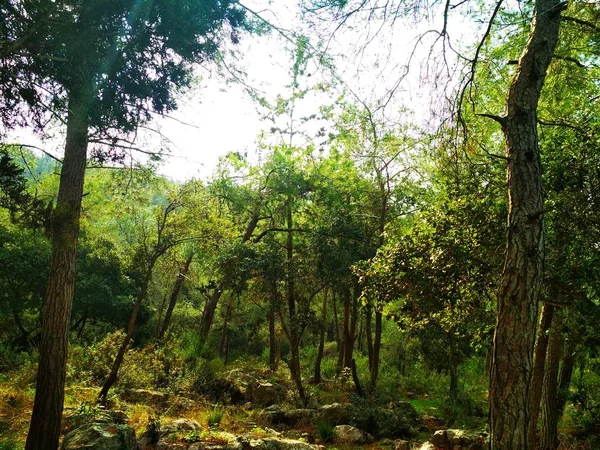 Paesaggio Natura Colline Basse Cielo Blu Foresta Conifere Sfondo — Foto Stock