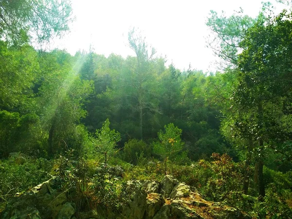 Landschap Natuur Lage Heuvels Blauwe Hemel Naaldhout Bos Behang — Stockfoto