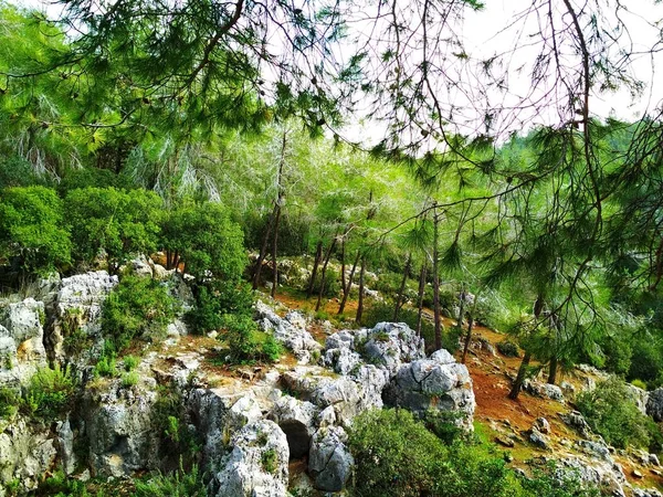 Paisaje Naturaleza Colinas Bajas Cielo Azul Bosque Coníferas Fondos Pantalla — Foto de Stock