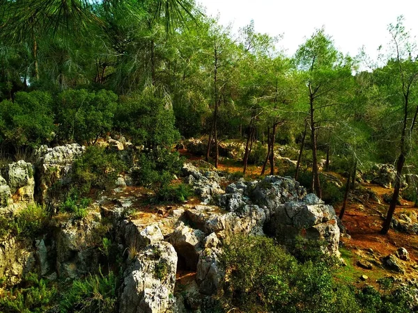 Paisaje Naturaleza Colinas Bajas Cielo Azul Bosque Coníferas Fondos Pantalla — Foto de Stock