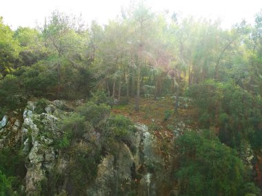 Manzara. Doğa. Alçak tepeler. Mavi gökyüzü. İğne yapraklı orman. Duvar kağıdı