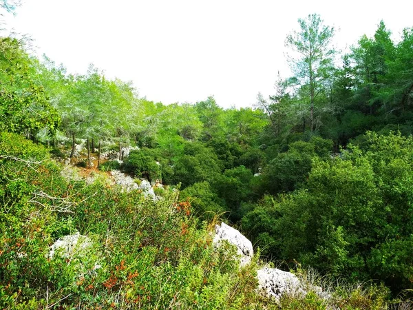 Paisaje Naturaleza Colinas Bajas Cielo Azul Bosque Coníferas Fondos Pantalla — Foto de Stock