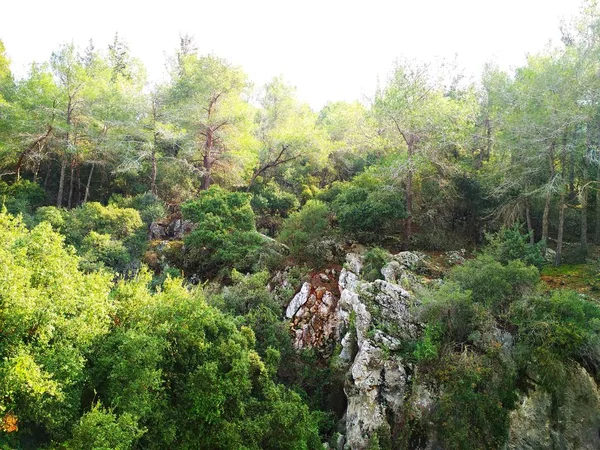 Paisaje Naturaleza Colinas Bajas Cielo Azul Bosque Coníferas Fondos Pantalla — Foto de Stock