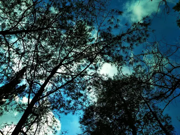 Paisaje Naturaleza Colinas Bajas Cielo Azul Bosque Coníferas Fondos Pantalla — Foto de Stock