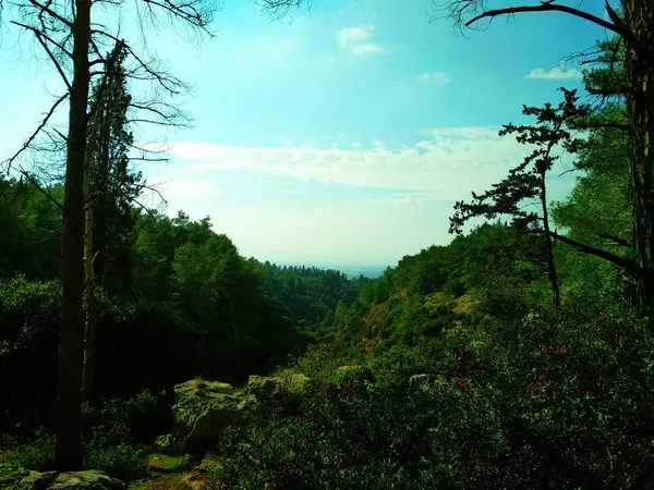 Landschap Natuur Lage Heuvels Blauwe Hemel Naaldhout Bos Behang — Stockfoto