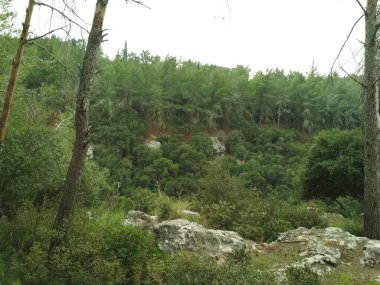 Orman düşük dağlar tepeler kayalar ve taşlar doğal manzara.