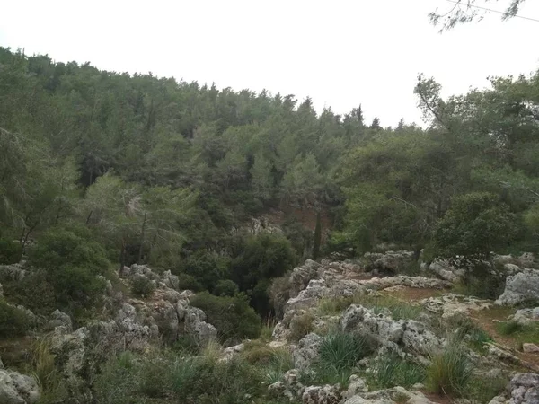 Wald Die Niedrigen Berge Hügel Felsen Und Steine Die Natürliche — Stockfoto