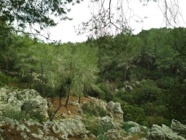 Orman düşük dağlar tepeler kayalar ve taşlar doğal manzara.