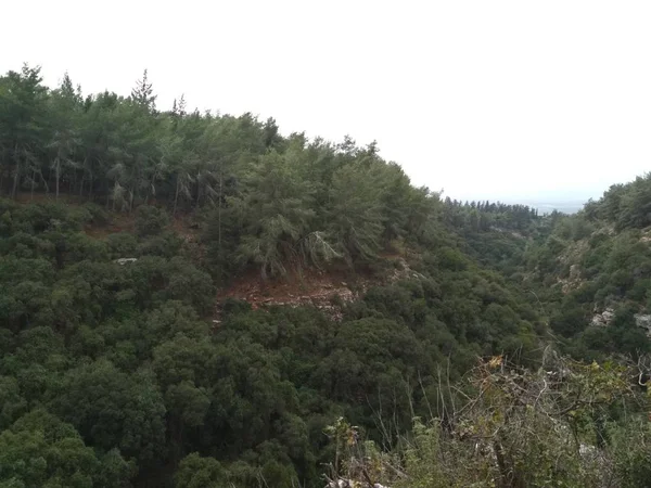 Forest Laaggebergte Hills Rotsen Stenen Het Natuurlijke Landschap — Stockfoto