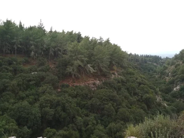 Forest Laaggebergte Hills Rotsen Stenen Het Natuurlijke Landschap — Stockfoto