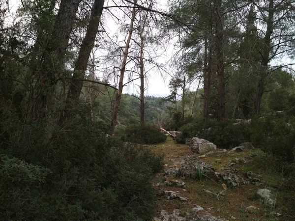 Forest Laaggebergte Hills Rotsen Stenen Het Natuurlijke Landschap — Stockfoto