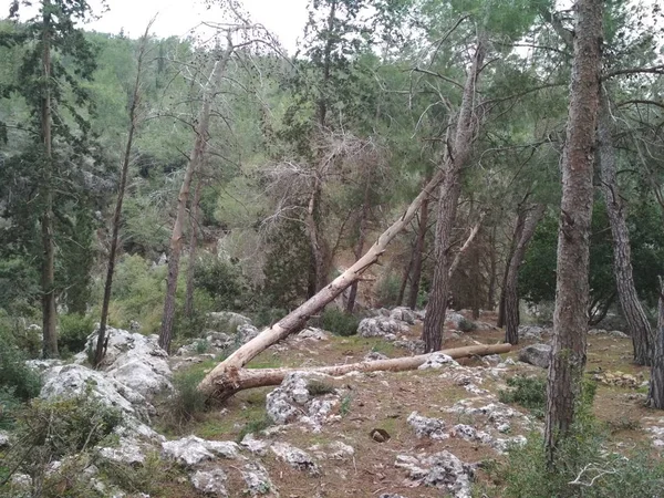 Wald Die Niedrigen Berge Hügel Felsen Und Steine Die Natürliche — Stockfoto