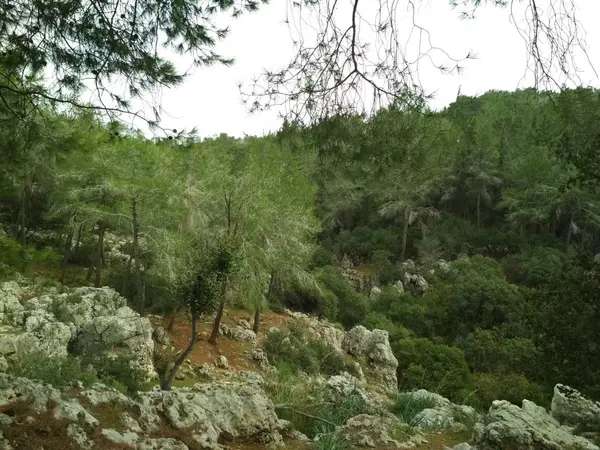 Orman düşük dağlar tepeler kayalar ve taşlar doğal manzara.