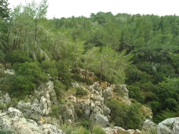 Forest Low Mountains Hills Rocks Stones Natural Landscape — Stock Photo, Image