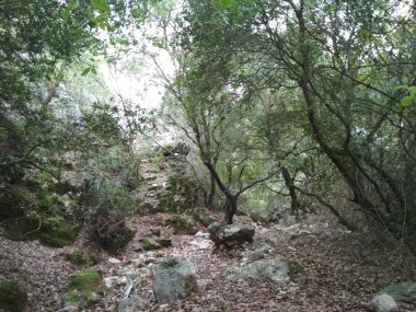 Orman düşük dağlar tepeler kayalar ve taşlar doğal manzara.