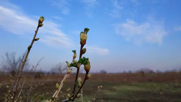 Brotes verdes de primavera contra el cielo azul y las nubes blancas . — Foto de Stock