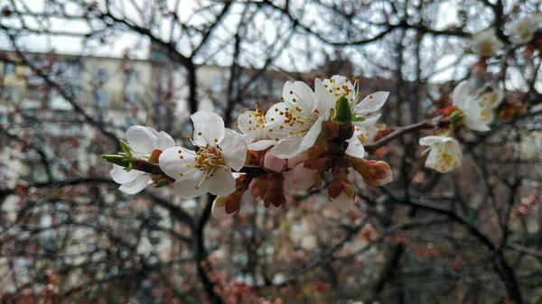 Весенний белый цветок на ветке. Городской пейзаж. Цветущий абрикос . — стоковое фото
