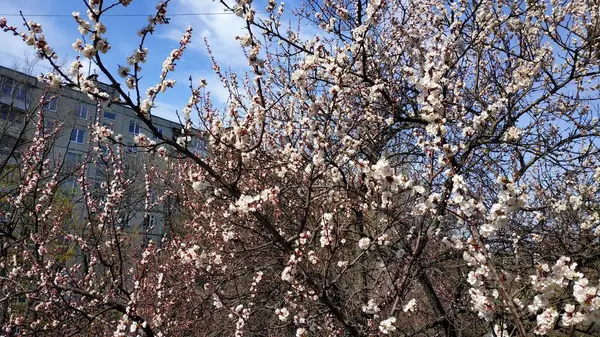 Весняна біла квітка на гілці. Міський пейзаж. Цвітіння абрикос . — стокове фото