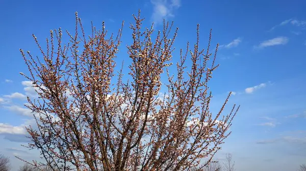 Lente witte bloem op een tak. Stadsgezicht. Abrikozen bloei. — Stockfoto