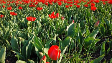 Çiçek açan laleler. Çiçek tarlası. Yeşil üzerine kırmızı.