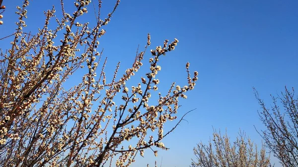 Primavera flor blanca en una rama. Paisaje urbano. Albaricoque floreciendo . — Foto de Stock