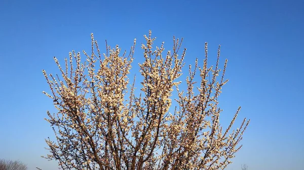 Lente witte bloem op een tak. Stadsgezicht. Abrikozen bloei. — Stockfoto