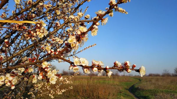 Fleur blanche de printemps sur une branche. Paysage urbain. Floraison d'abricots . — Photo