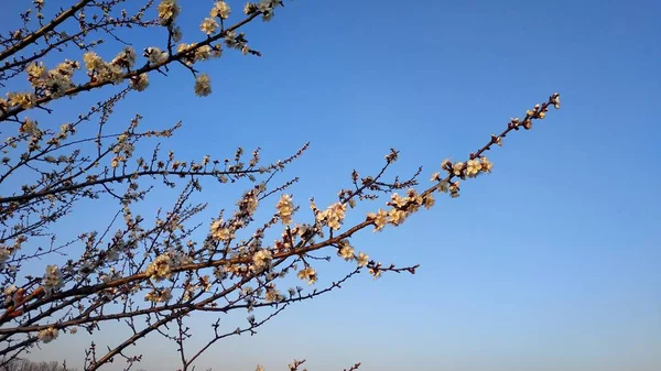 Lente witte bloem op een tak. Stadsgezicht. Abrikozen bloei. — Stockfoto