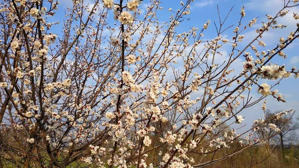 나뭇가지에 봄 흰색 꽃입니다. 도시. 살구 개화. — 스톡 사진