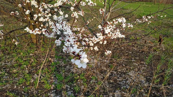 Fleur blanche de printemps sur une branche. Paysage urbain. Floraison d'abricots . — Photo