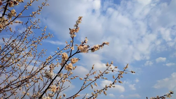 Flor branca de primavera em um ramo. A paisagem urbana. Florescimento de damasco . — Fotografia de Stock