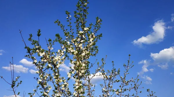 Sakura en fleurs. Un arbre de printemps. Fleur de cerise. Blanc et bleu . — Photo