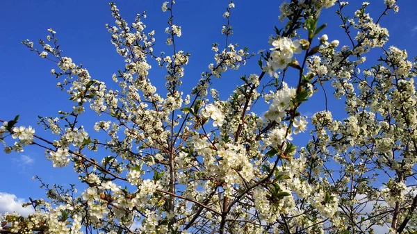 피는 사쿠라. 봄 나무입니다. 벚꽃. 흰색과 파란색. — 스톡 사진