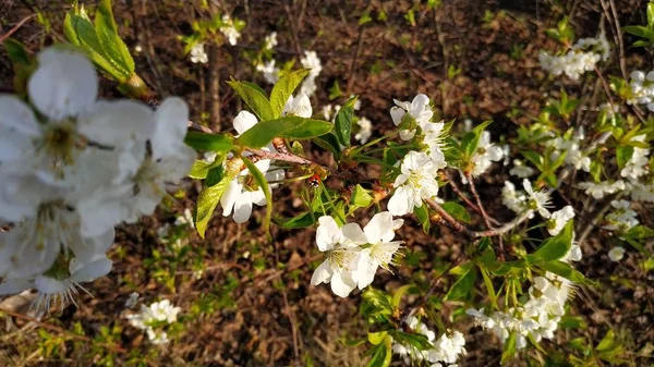 Bloeiende Sakura. Lente boom. Cherry bloem. Wit en blauw. — Stockfoto