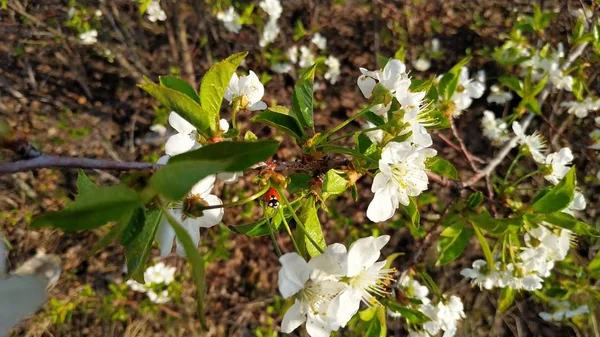 Sakura floreciente. Árbol de primavera. Flor de cereza. Blanco y azul . — Foto de Stock