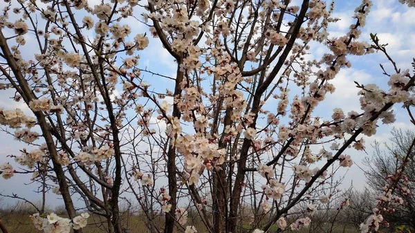 Весенний белый цветок на ветке. Городской пейзаж. Цветущий абрикос . — стоковое фото