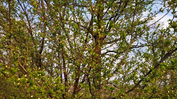 Primavera. Colmillos en el árbol. Árbol de primavera contra el cielo azul . — Foto de Stock