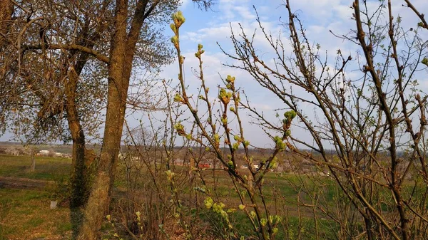 봄. 나무에 싹. 푸른 하늘을 배경으로 한 봄나무. — 스톡 사진
