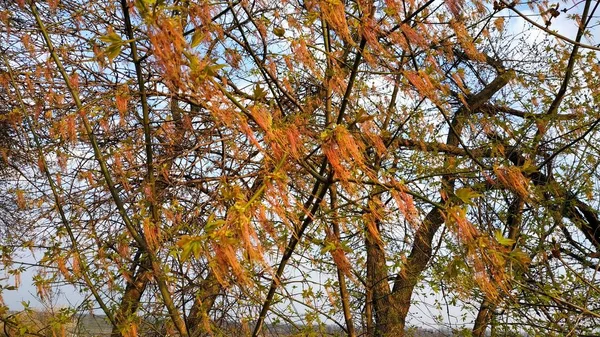 봄. 나무에 싹. 푸른 하늘을 배경으로 한 봄나무. — 스톡 사진