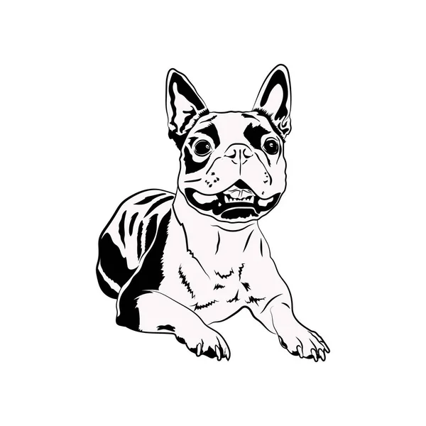 Boston Terrier Svg, Mignons fichiers Svg pour Cricut — Image vectorielle