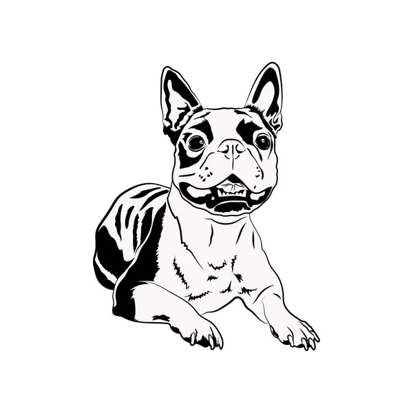 Boston Terrier Svg, aranyos Svg fájlok Cricut — Stock Vector