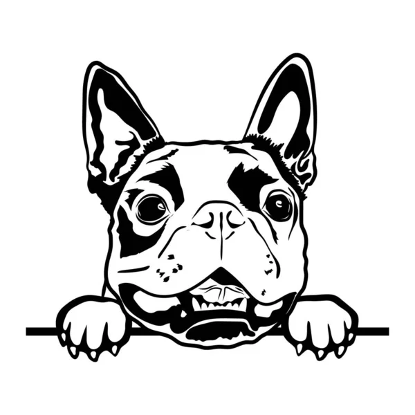 Boston Terrier Svg, Mignons fichiers Svg pour Cricut — Image vectorielle