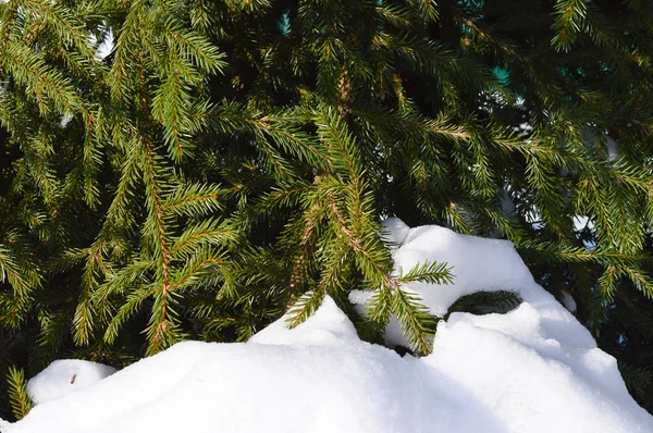 Smrkové větve ve sněhu v jasné zimní mrazivé počasí — Stock fotografie