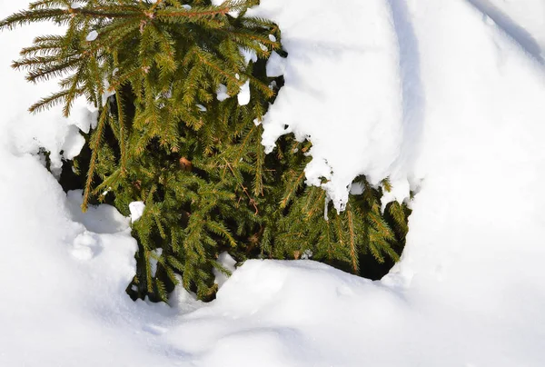 Branches d'épinette dans la neige en hiver clair temps givré — Photo