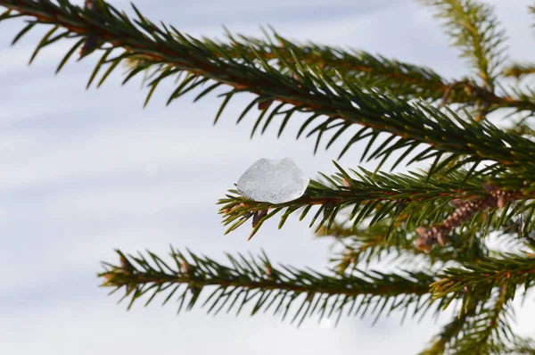 Branches d'épinette dans la neige en hiver clair temps givré — Photo