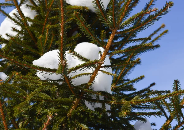 Branches d'épinette dans la neige en hiver clair temps givré — Photo