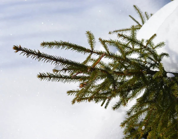 Ялинові гілки на снігу в ясну зимову морозну погоду — стокове фото