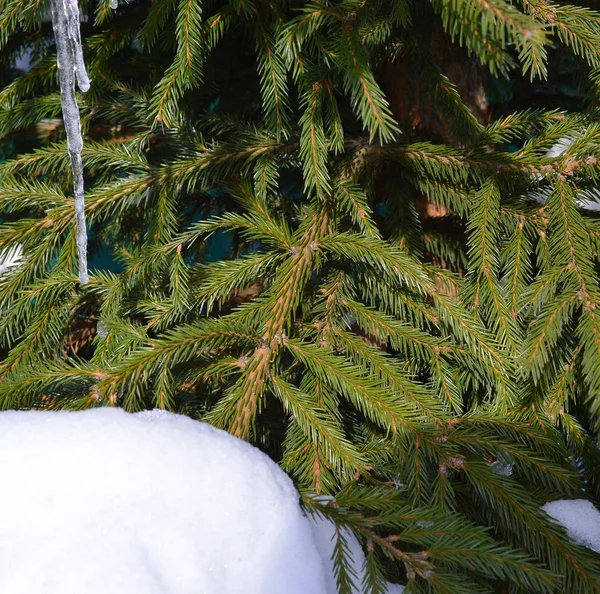 Smrkové větve ve sněhu v jasné zimní mrazivé počasí — Stock fotografie