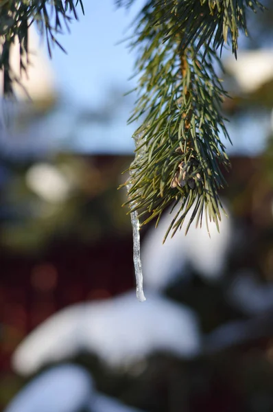 Smrkové Větve Sněhu Zimním Mrazivém Počasí — Stock fotografie